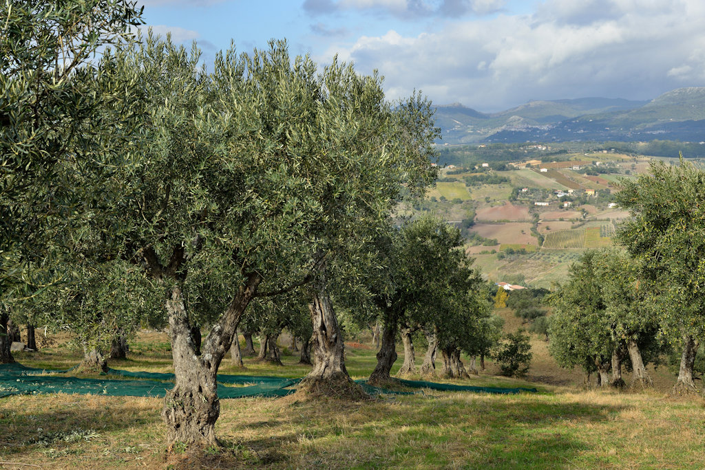 frantoio_romano_46